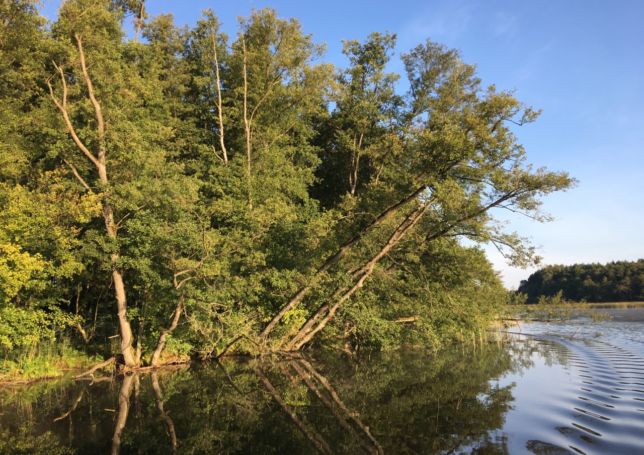 Bruchwald am Ufer der Müritz